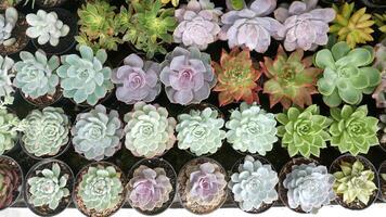 Various types of succulents cactus placed in black pots. These succulents have a range of colors from green, purple, to blue with different leaf shapes, from pointed to round. photo