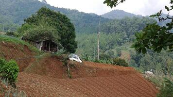 An old farmer's hut on a hillside in front of which is a plantation that has been planted with seedlings. In the background, there is a dense green forest and mountains filled with trees. photo