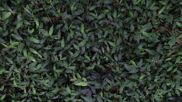 Wild plants in the middle of the forest with thick green leaves, red stems that provide contrast and, ferns add unique texture and variety. photo