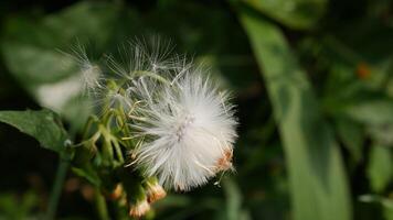 Close up Dandelion flower features a head full of soft white fluff, flanked by several unbloomed green buds. Blurred green foliage background. photo