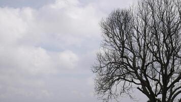 Silhouette of a dry, leafless tree located at the right corner, with a background of a cloudy sky. Contrast between the dark silhouette of the tree and the sky creates a dramatic view. photo