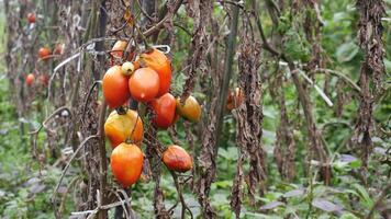 Selective focus, ripe red tomatoes hanging on stems surrounded by dry leaves in a field, with a background of green leaves photo