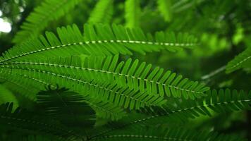 Leaves of the silk tree or Albizia julibrissin are oval and symmetrically arranged with a bright green color that looks beautiful and elegant when backlight. photo