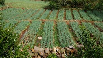 Lush leek Farm with trees in the background, rocks in the foreground and a lime tree photo