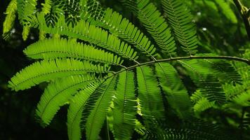 The bright green leaves of the silk tree or Albizia julibrissin, arranged symmetrically, look very beautiful in backlight, creating interesting and refreshing shadows. photo