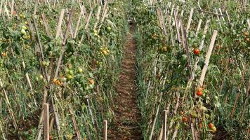 Tomato gardens with green to red fruit look neatly maintained, with wooden supports to keep the trees standing upright. photo