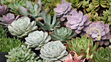 Close up variety of shapes and colors in succulent plants placed in black pots. These plants have different leaves, from pointed to round, with mesmerizing green, purple, and blue colors. photo
