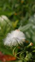 Close up Dandelion flower features a head full of soft white fluff, flanked by several unbloomed green buds. Blurred green foliage background. photo
