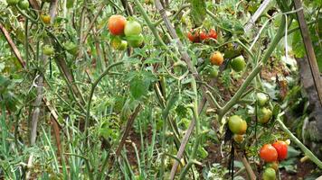 Various color of tomatoes, from green to red, are visible on this plant. Wooden supports aid the plant's growth, side by side with spring leek plants in the same land photo