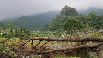 A fallen tree lying across a plantation with a view of green and dense mountains covered in thick fog. Around there are various types of green plants and bushes. photo