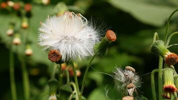 Close up Dandelion flower features a head full of soft white fluff, flanked by several unbloomed green buds. Blurred green foliage background. photo