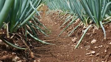Rows of Onion plants forming an organic green leek fresh, on reddish brown soil with a coarse texture and small rocks photo