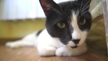 A black and white cat is laying on the floor. The cat is looking at the camera. video