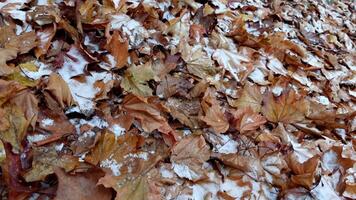 a pile of brown maple leaves covered in snow video