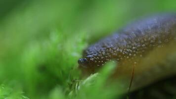 Green slug in a sunny summer forest, slug on the green moss video