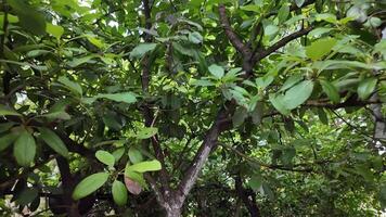 Exploring lush green foliage in a serene forest setting during midday video