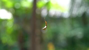 Dry Leaf in Spider Web with Bokeh video