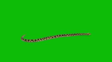 dangerous snake walk and bite on green screen video