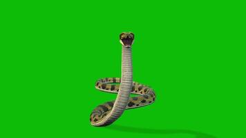 dangerous snake walk and bite on green screen video