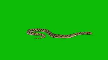 dangerous snake walk and bite on green screen video