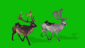 Christmas deer run animation on green screen video