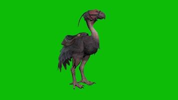 Ostrich animation in green screen video