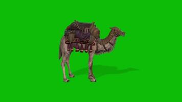 camel animation on green screen video