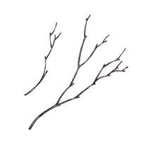 Brown dry tree branches without leaves. Line art graphic hand drawn brown ink monochrome. Set of isolated EPS elements illustration vector