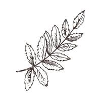 Rowan leaves single object. Line art graphic hand drawn brown ink monochrome. Isolated EPS element illustration vector