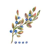 Twig with leaves and blueberries, wild, forest berries, autumn. Watercolor illustration, hand drawn. Isolated object on a white background. vector