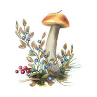 Mushrooms forest boletus with grass, blueberries, moss and cone. watercolor illustration, hand drawn. Isolated composition on a white background vector