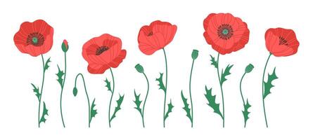 Set of red flowers, poppies. Spring or summer botanical illustration isolated on white vector