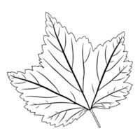 Currant leaf in doodle style. illustration isolated on white background. vector