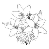Bouquet of lilies in doodle style. Openwork illustration isolated on white background. vector