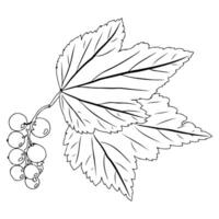 Currant branch with leaf in doodle style. vector