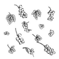 Set of currant leaves and berries in doodle style. illustration isolated on white background. vector