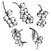 Set of currant berries in doodle style. illustration isolated on white background. vector