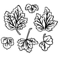 Set of currant leaves in doodle style. vector