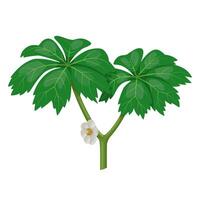 Illustration of Mayapple plant, scientific name Podophyllum peltatum, isolated on white background. vector
