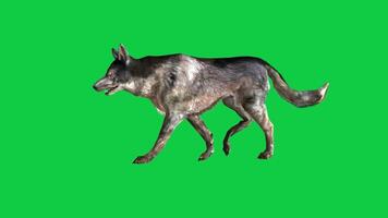 Dog walking side view loop animation isolated green screen background video