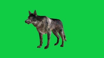 cachorro Latidos 3d animação isolado em verde tela fundo video