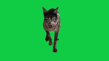 cachorro caminhando frente Visão 3d render ciclo animação isolado verde tela fundo video