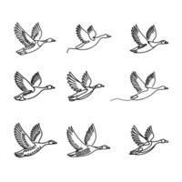 Hand Drawing of Flying Migratory Goose vector