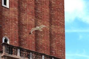 A seagull soars in the air, set against a vibrant red brick building photo