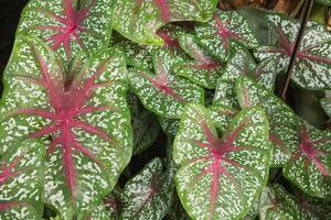A group of ornamental caladium plants or caladium bicolor photo