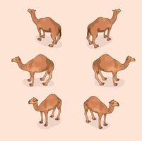 Isometric camels 3 angles vector