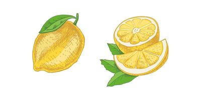 Hand-drawn sketch of a lemon with leaves, slices, and citrus fruits vector