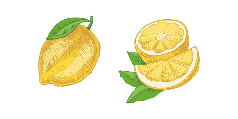 Hand-drawn sketch of a lemon with leaves, slices, and citrus fruits