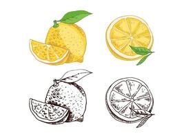 Vintage lemon sketch with citrus details for posters and menus vector