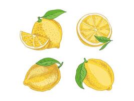 Hand-drawn lemon sketch with leaves, slices, and citrus fruits for menus vector